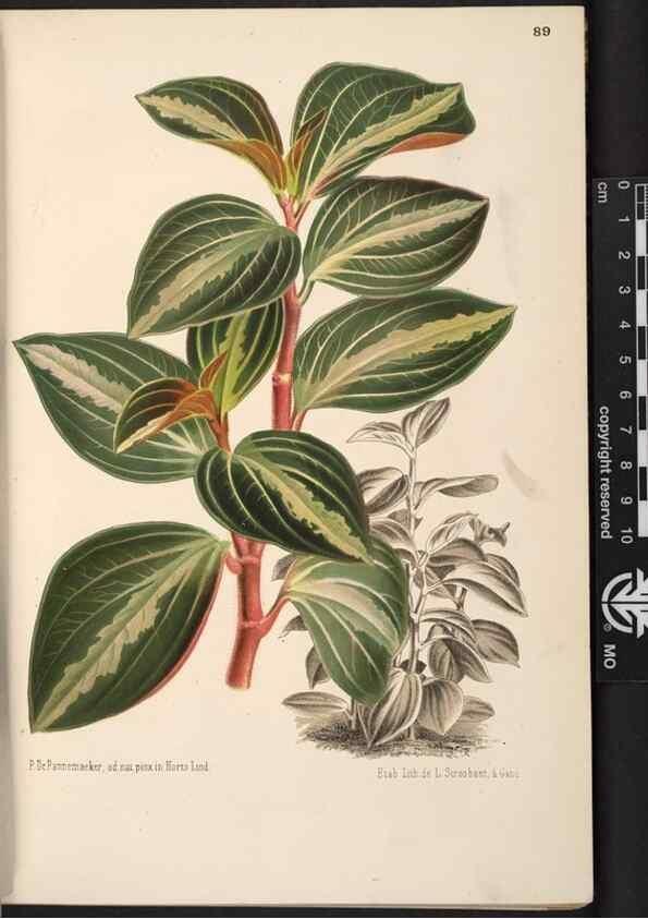 Reproducción/Reproduction 49690824366: L'Illustration horticole :. Gand, Belgium :Imprimerie et lithographie de F. et E. Gyselnyck,1854-1896.. 