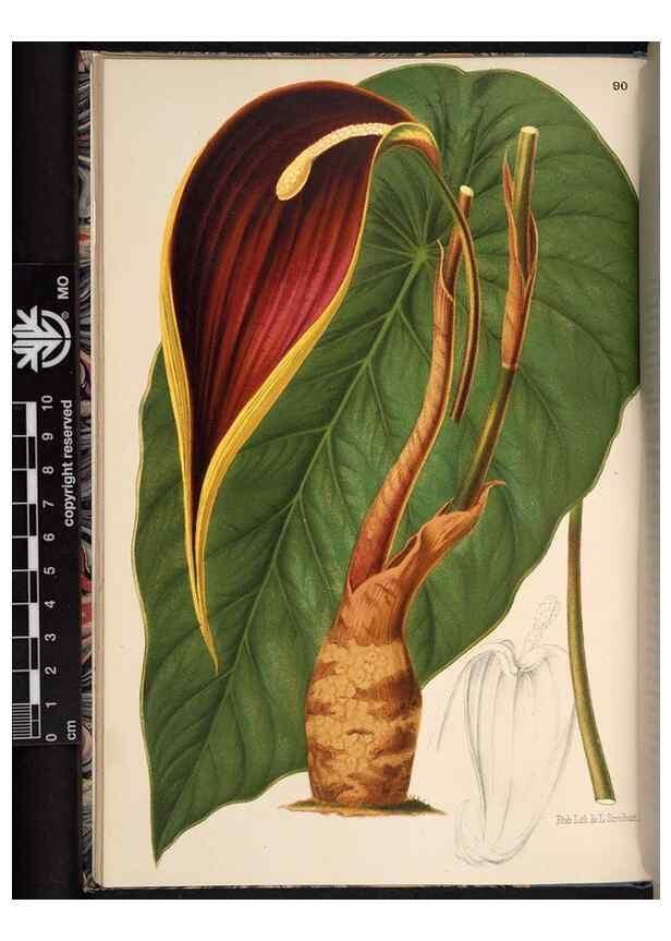 Reproducción/Reproduction 49690292073: L'Illustration horticole :. Gand, Belgium :Imprimerie et lithographie de F. et E. Gyselnyck,1854-1896.. 