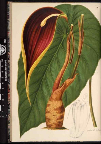 Reproducción/Reproduction 49690292073: L'Illustration horticole :. Gand, Belgium :Imprimerie et lithographie de F. et E. Gyselnyck,1854-1896.. 