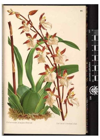 Reproducción/Reproduction 49690824921: L'Illustration horticole :. Gand, Belgium :Imprimerie et lithographie de F. et E. Gyselnyck,1854-1896.. 