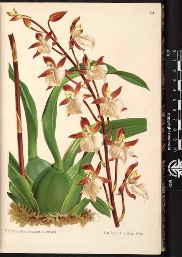 Reproducción/Reproduction 49690824921: L'Illustration horticole :. Gand, Belgium :Imprimerie et lithographie de F. et E. Gyselnyck,1854-1896.. 