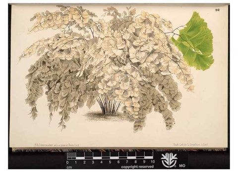 Reproducción/Reproduction 49690825131: L'Illustration horticole :. Gand, Belgium :Imprimerie et lithographie de F. et E. Gyselnyck,1854-1896.. 