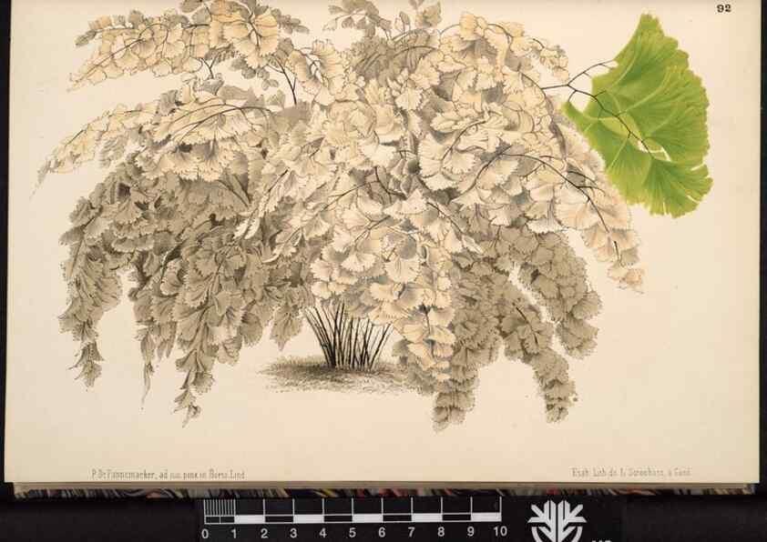 Reproducción/Reproduction 49690825131: L'Illustration horticole :. Gand, Belgium :Imprimerie et lithographie de F. et E. Gyselnyck,1854-1896.. 