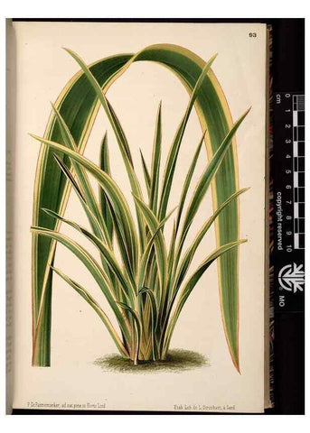 Reproducción/Reproduction 49690825301: L'Illustration horticole :. Gand, Belgium :Imprimerie et lithographie de F. et E. Gyselnyck,1854-1896.. 
