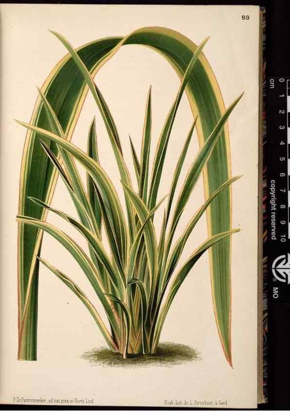 Reproducción/Reproduction 49690825301: L'Illustration horticole :. Gand, Belgium :Imprimerie et lithographie de F. et E. Gyselnyck,1854-1896.. 