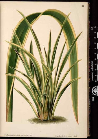 Reproducción/Reproduction 49690825301: L'Illustration horticole :. Gand, Belgium :Imprimerie et lithographie de F. et E. Gyselnyck,1854-1896.. 