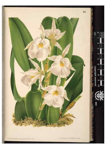 Reproducción/Reproduction 49691136282: L'Illustration horticole :. Gand, Belgium :Imprimerie et lithographie de F. et E. Gyselnyck,1854-1896.. 