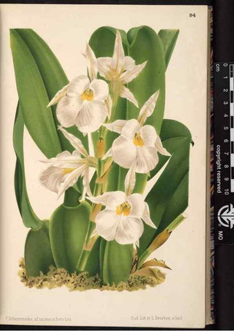Reproducción/Reproduction 49691136282: L'Illustration horticole :. Gand, Belgium :Imprimerie et lithographie de F. et E. Gyselnyck,1854-1896.. 