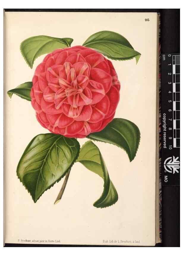Reproducción/Reproduction 49690293383: L'Illustration horticole :. Gand, Belgium :Imprimerie et lithographie de F. et E. Gyselnyck,1854-1896.. 