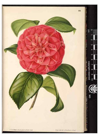 Reproducción/Reproduction 49690293383: L'Illustration horticole :. Gand, Belgium :Imprimerie et lithographie de F. et E. Gyselnyck,1854-1896.. 