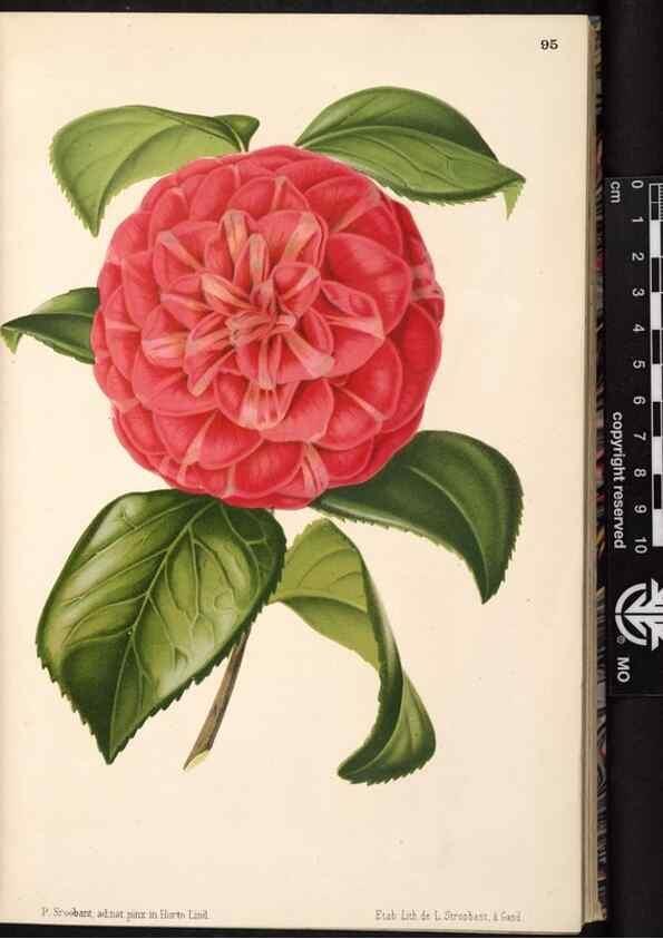 Reproducción/Reproduction 49690293383: L'Illustration horticole :. Gand, Belgium :Imprimerie et lithographie de F. et E. Gyselnyck,1854-1896.. 