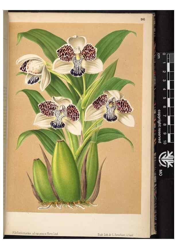 Reproducción/Reproduction 49690293633: L'Illustration horticole :. Gand, Belgium :Imprimerie et lithographie de F. et E. Gyselnyck,1854-1896.. 