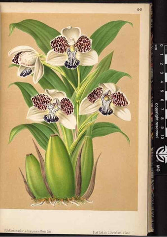 Reproducción/Reproduction 49690293633: L'Illustration horticole :. Gand, Belgium :Imprimerie et lithographie de F. et E. Gyselnyck,1854-1896.. 