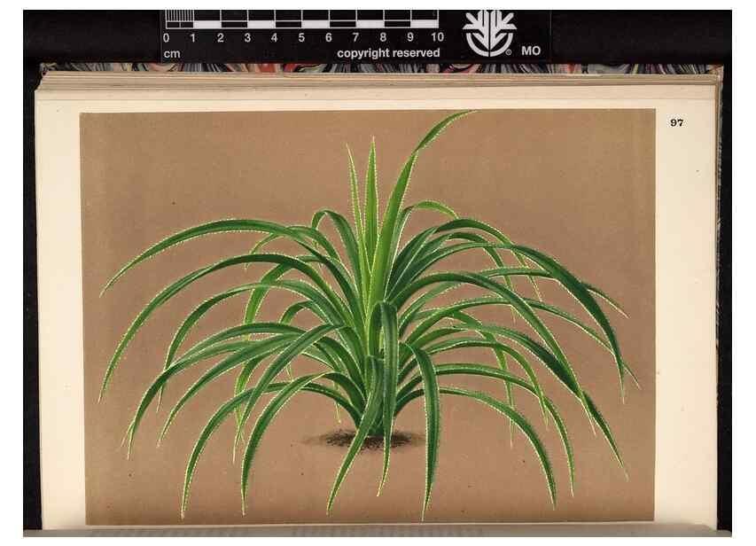 Reproducción/Reproduction 49690826216: L'Illustration horticole :. Gand, Belgium :Imprimerie et lithographie de F. et E. Gyselnyck,1854-1896.. 