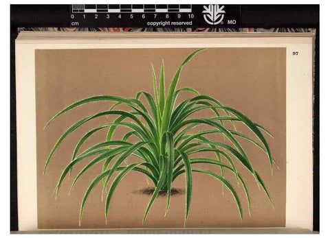 Reproducción/Reproduction 49690826216: L'Illustration horticole :. Gand, Belgium :Imprimerie et lithographie de F. et E. Gyselnyck,1854-1896.. 
