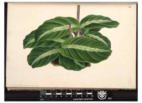 Reproducción/Reproduction 49691137362: L'Illustration horticole :. Gand, Belgium :Imprimerie et lithographie de F. et E. Gyselnyck,1854-1896.. 