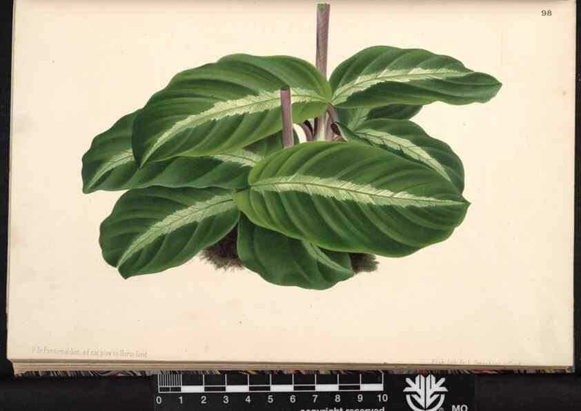 Reproducción/Reproduction 49691137362: L'Illustration horticole :. Gand, Belgium :Imprimerie et lithographie de F. et E. Gyselnyck,1854-1896.. 