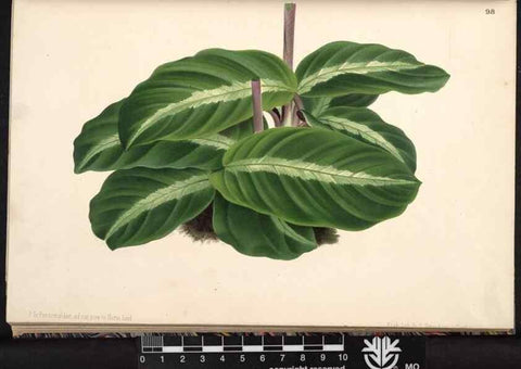 Reproducción/Reproduction 49691137362: L'Illustration horticole :. Gand, Belgium :Imprimerie et lithographie de F. et E. Gyselnyck,1854-1896.. 