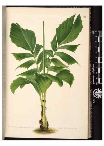 Reproducción/Reproduction 49690294323: L'Illustration horticole :. Gand, Belgium :Imprimerie et lithographie de F. et E. Gyselnyck,1854-1896.. 