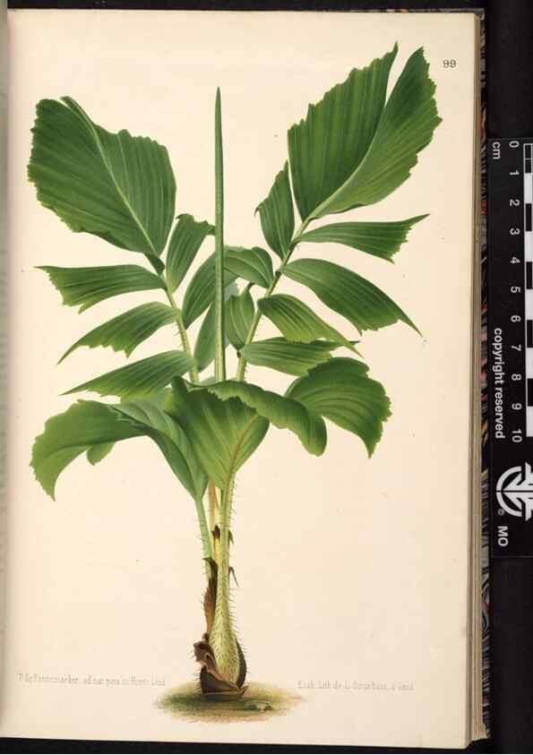 Reproducción/Reproduction 49690294323: L'Illustration horticole :. Gand, Belgium :Imprimerie et lithographie de F. et E. Gyselnyck,1854-1896.. 