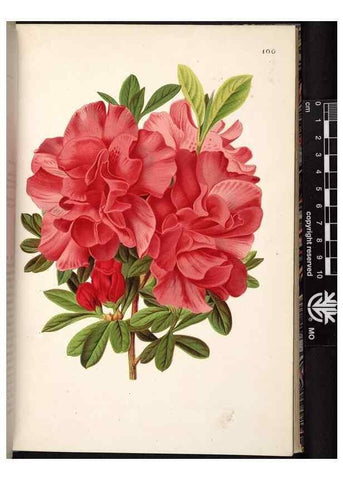 Reproducción/Reproduction 49691137912: L'Illustration horticole :. Gand, Belgium :Imprimerie et lithographie de F. et E. Gyselnyck,1854-1896.. 