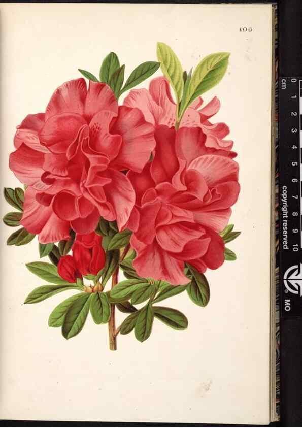 Reproducción/Reproduction 49691137912: L'Illustration horticole :. Gand, Belgium :Imprimerie et lithographie de F. et E. Gyselnyck,1854-1896.. 