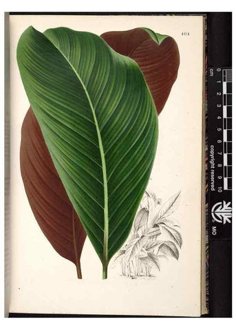 Reproducción/Reproduction 49691138202: L'Illustration horticole :. Gand, Belgium :Imprimerie et lithographie de F. et E. Gyselnyck,1854-1896.. 