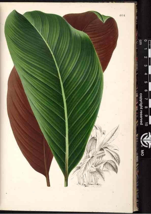 Reproducción/Reproduction 49691138202: L'Illustration horticole :. Gand, Belgium :Imprimerie et lithographie de F. et E. Gyselnyck,1854-1896.. 