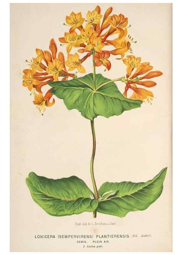 Reproducción/Reproduction 49690963312: L'Illustration horticole :. Gand, Belgium :Imprimerie et lithographie de F. et E. Gyselnyck,1854-1896.. 