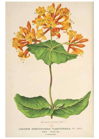 Reproducción/Reproduction 49690963312: L'Illustration horticole :. Gand, Belgium :Imprimerie et lithographie de F. et E. Gyselnyck,1854-1896.. 