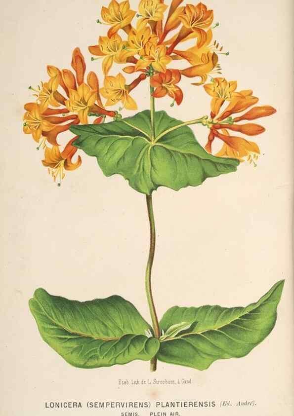 Reproducción/Reproduction 49690963312: L'Illustration horticole :. Gand, Belgium :Imprimerie et lithographie de F. et E. Gyselnyck,1854-1896.. 