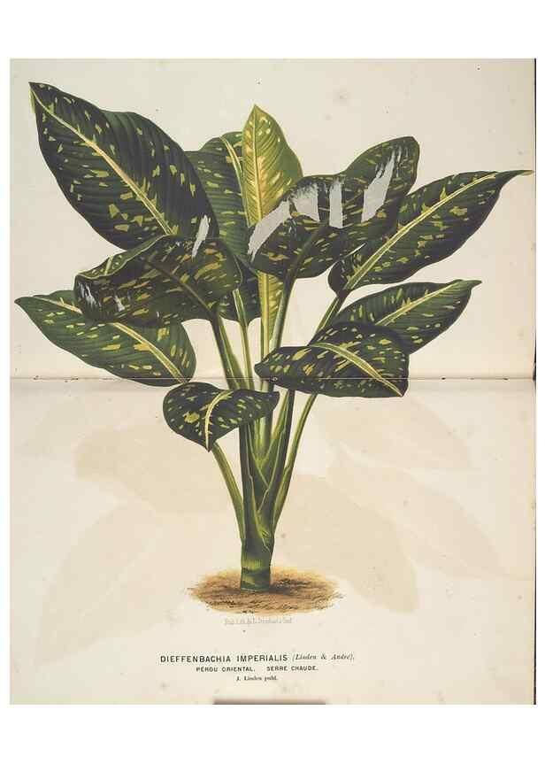 Reproducción/Reproduction 49690652716: L'Illustration horticole :. Gand, Belgium :Imprimerie et lithographie de F. et E. Gyselnyck,1854-1896.. 