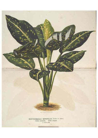 Reproducción/Reproduction 49690652716: L'Illustration horticole :. Gand, Belgium :Imprimerie et lithographie de F. et E. Gyselnyck,1854-1896.. 