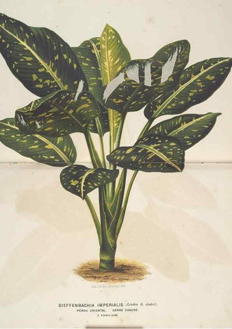 Reproducción/Reproduction 49690652716: L'Illustration horticole :. Gand, Belgium :Imprimerie et lithographie de F. et E. Gyselnyck,1854-1896.. 
