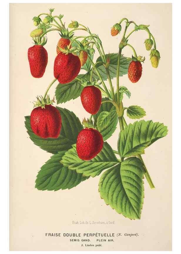 Reproducción/Reproduction 49690118458: L'Illustration horticole :. Gand, Belgium :Imprimerie et lithographie de F. et E. Gyselnyck,1854-1896.. 