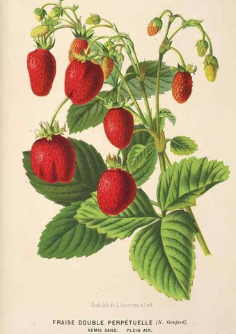 Reproducción/Reproduction 49690118458: L'Illustration horticole :. Gand, Belgium :Imprimerie et lithographie de F. et E. Gyselnyck,1854-1896.. 