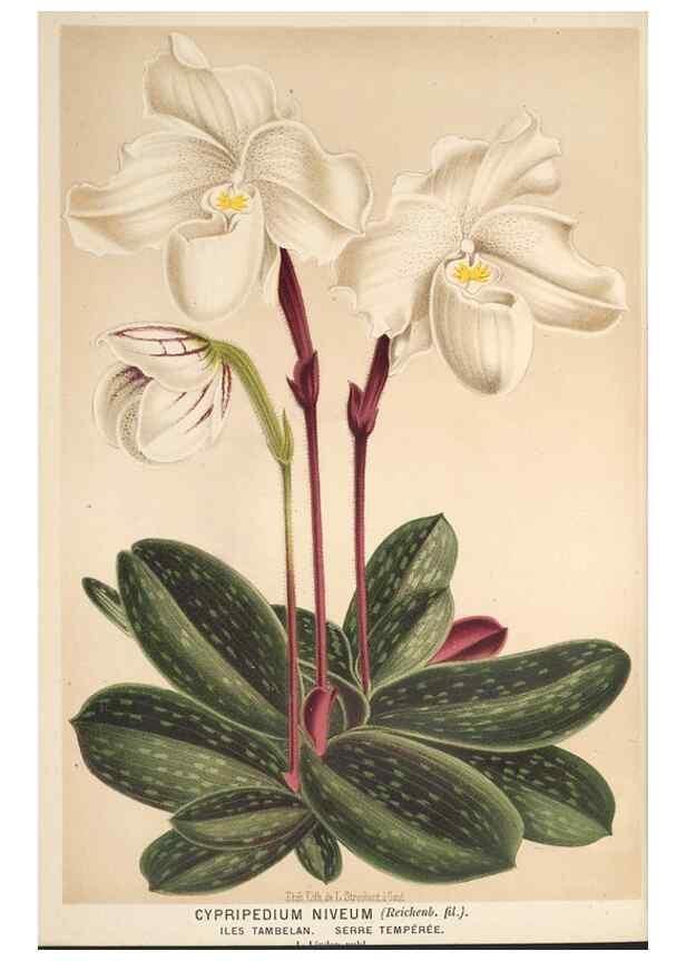 Reproducción/Reproduction 49690651981: L'Illustration horticole :. Gand, Belgium :Imprimerie et lithographie de F. et E. Gyselnyck,1854-1896.. 