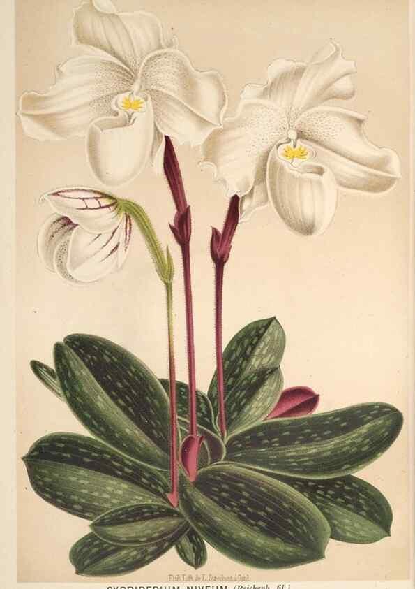 Reproducción/Reproduction 49690651981: L'Illustration horticole :. Gand, Belgium :Imprimerie et lithographie de F. et E. Gyselnyck,1854-1896.. 
