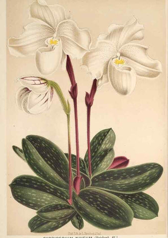 Reproducción/Reproduction 49690651981: L'Illustration horticole :. Gand, Belgium :Imprimerie et lithographie de F. et E. Gyselnyck,1854-1896.. 