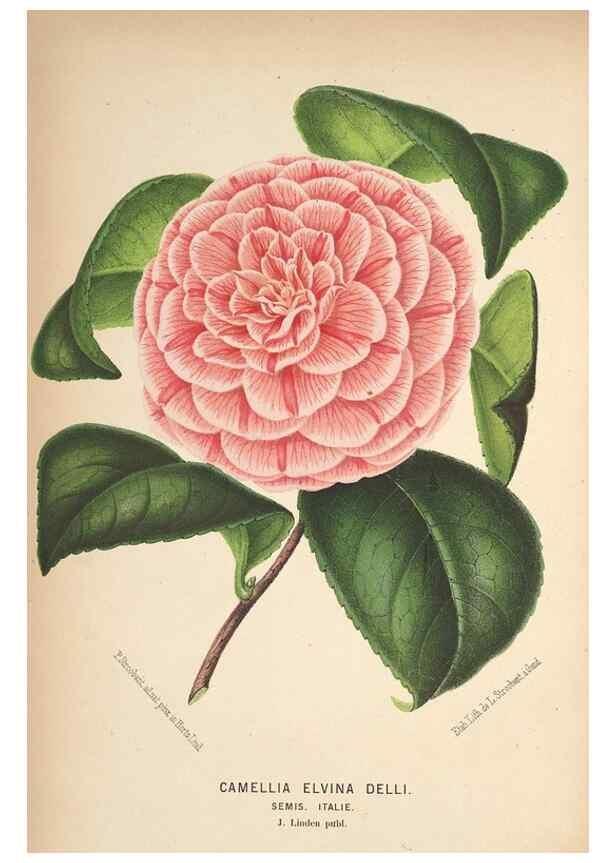 Reproducción/Reproduction 49690956917: L'Illustration horticole :. Gand, Belgium :Imprimerie et lithographie de F. et E. Gyselnyck,1854-1896.. 
