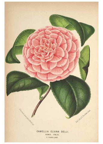 Reproducción/Reproduction 49690956917: L'Illustration horticole :. Gand, Belgium :Imprimerie et lithographie de F. et E. Gyselnyck,1854-1896.. 
