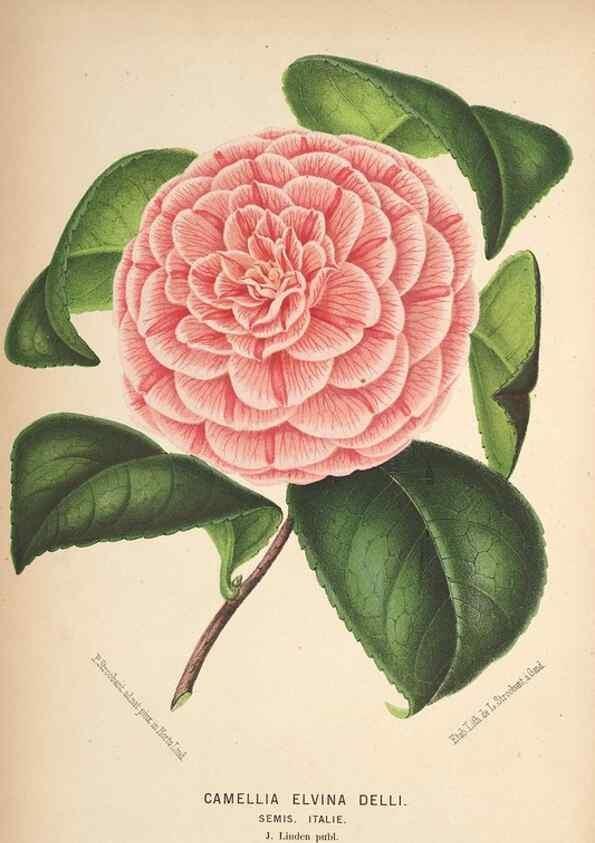 Reproducción/Reproduction 49690956917: L'Illustration horticole :. Gand, Belgium :Imprimerie et lithographie de F. et E. Gyselnyck,1854-1896.. 