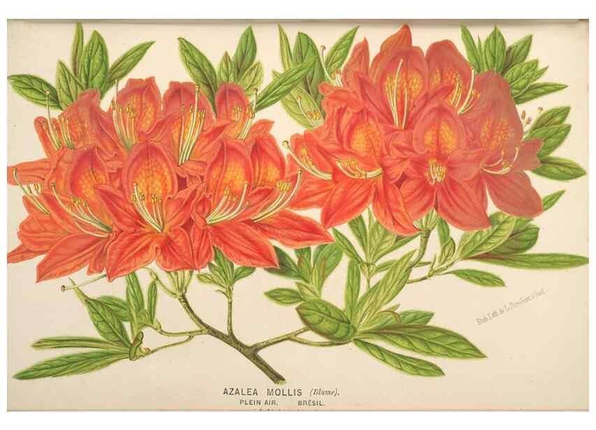 Reproducción/Reproduction 49690113263: L'Illustration horticole :. Gand, Belgium :Imprimerie et lithographie de F. et E. Gyselnyck,1854-1896.. 