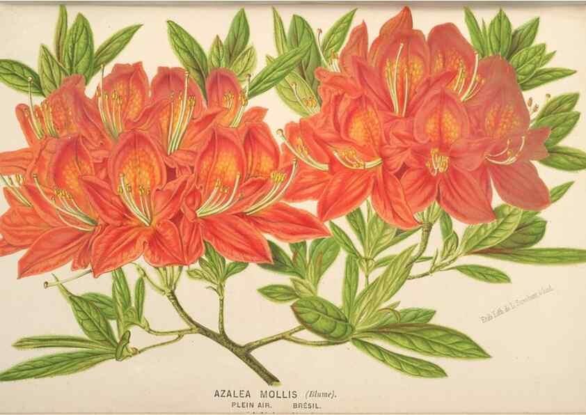 Reproducción/Reproduction 49690113263: L'Illustration horticole :. Gand, Belgium :Imprimerie et lithographie de F. et E. Gyselnyck,1854-1896.. 