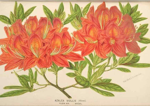 Reproducción/Reproduction 49690113263: L'Illustration horticole :. Gand, Belgium :Imprimerie et lithographie de F. et E. Gyselnyck,1854-1896.. 