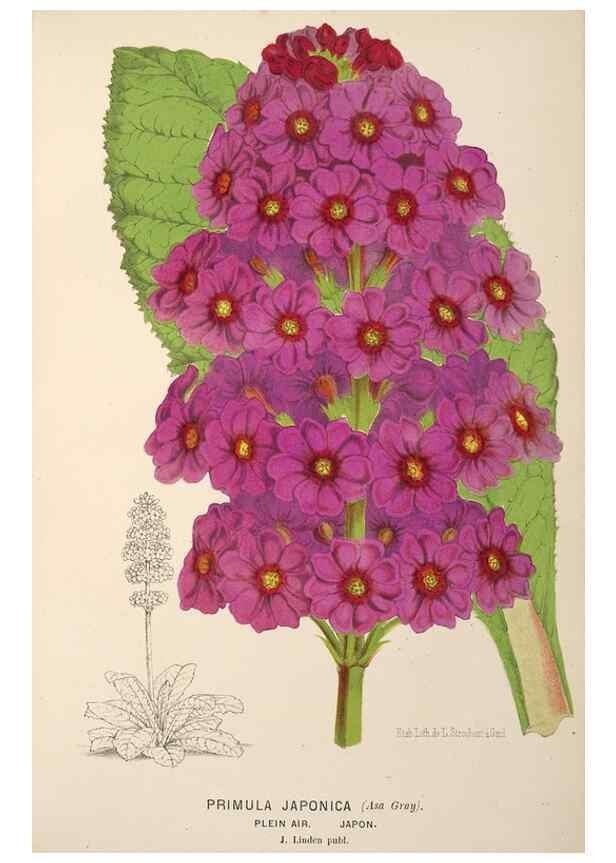 Reproducción/Reproduction 49690113718: L'Illustration horticole :. Gand, Belgium :Imprimerie et lithographie de F. et E. Gyselnyck,1854-1896.. 