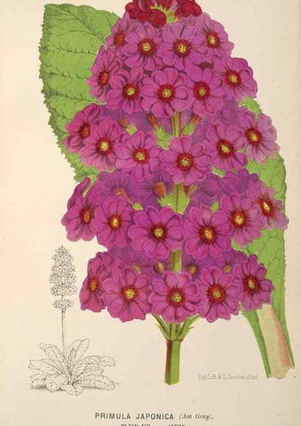 Reproducción/Reproduction 49690113718: L'Illustration horticole :. Gand, Belgium :Imprimerie et lithographie de F. et E. Gyselnyck,1854-1896.. 