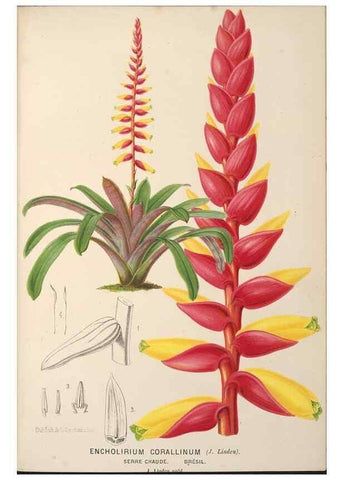 Reproducción/Reproduction 49690648341: L'Illustration horticole :. Gand, Belgium :Imprimerie et lithographie de F. et E. Gyselnyck,1854-1896.. 
