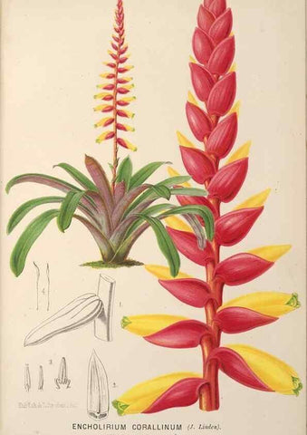 Reproducción/Reproduction 49690648341: L'Illustration horticole :. Gand, Belgium :Imprimerie et lithographie de F. et E. Gyselnyck,1854-1896.. 