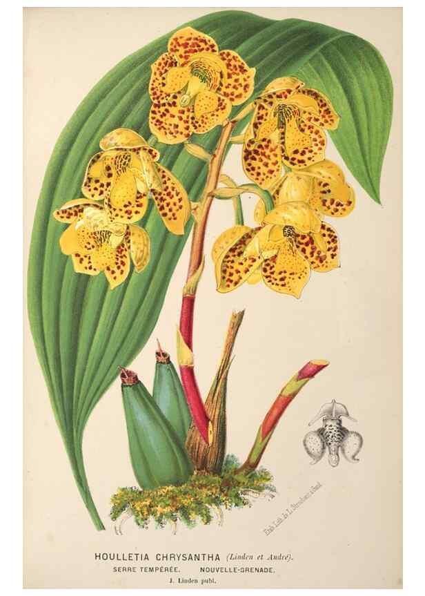 Reproducción/Reproduction 49690958222: L'Illustration horticole :. Gand, Belgium :Imprimerie et lithographie de F. et E. Gyselnyck,1854-1896.. 